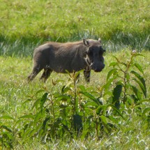 Warthog in the meadow on foot of Mount Meru
